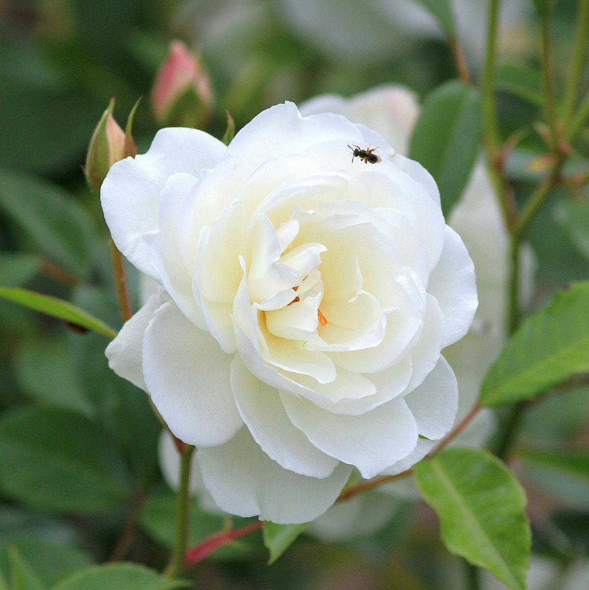 Snow Rose