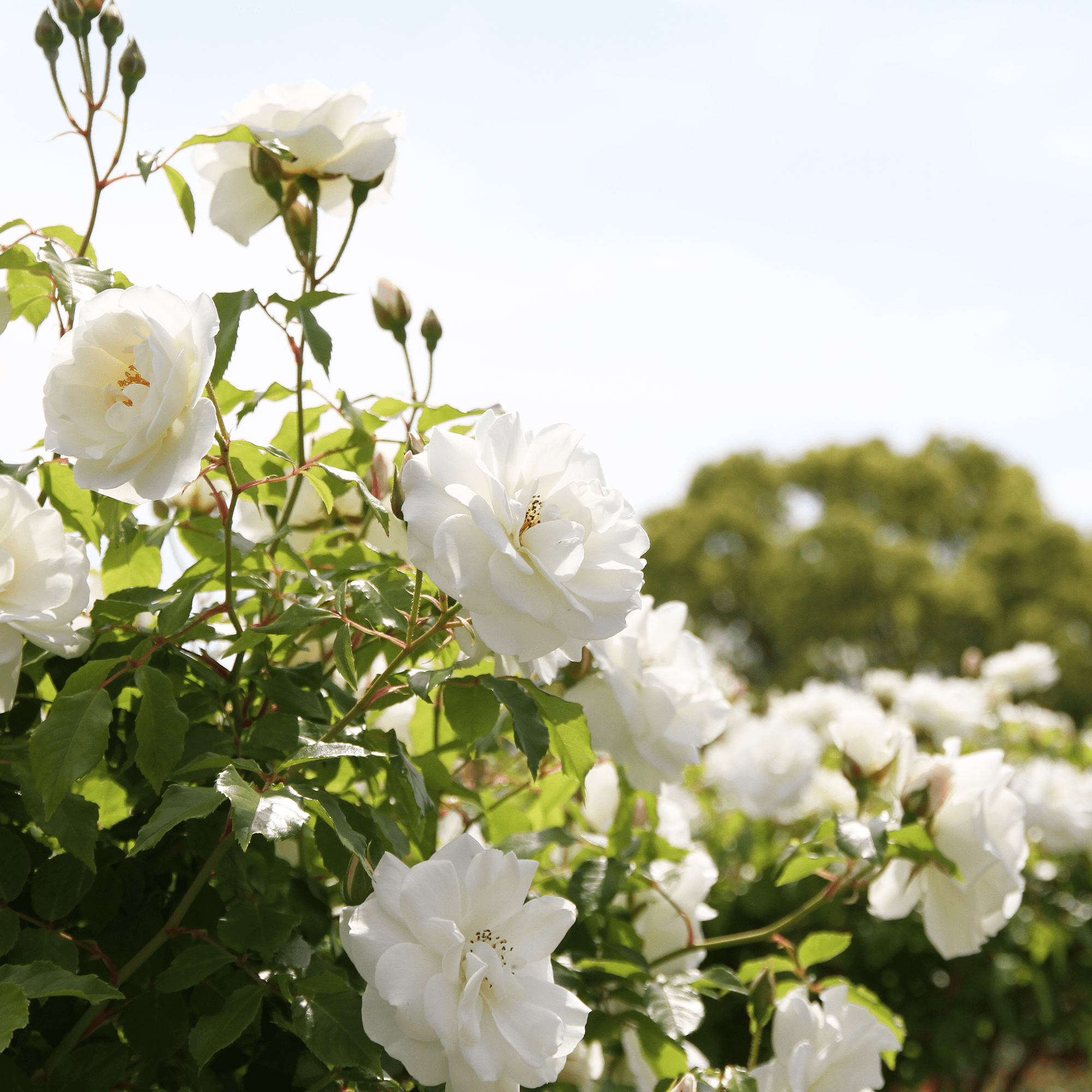 Snow Rose Garden