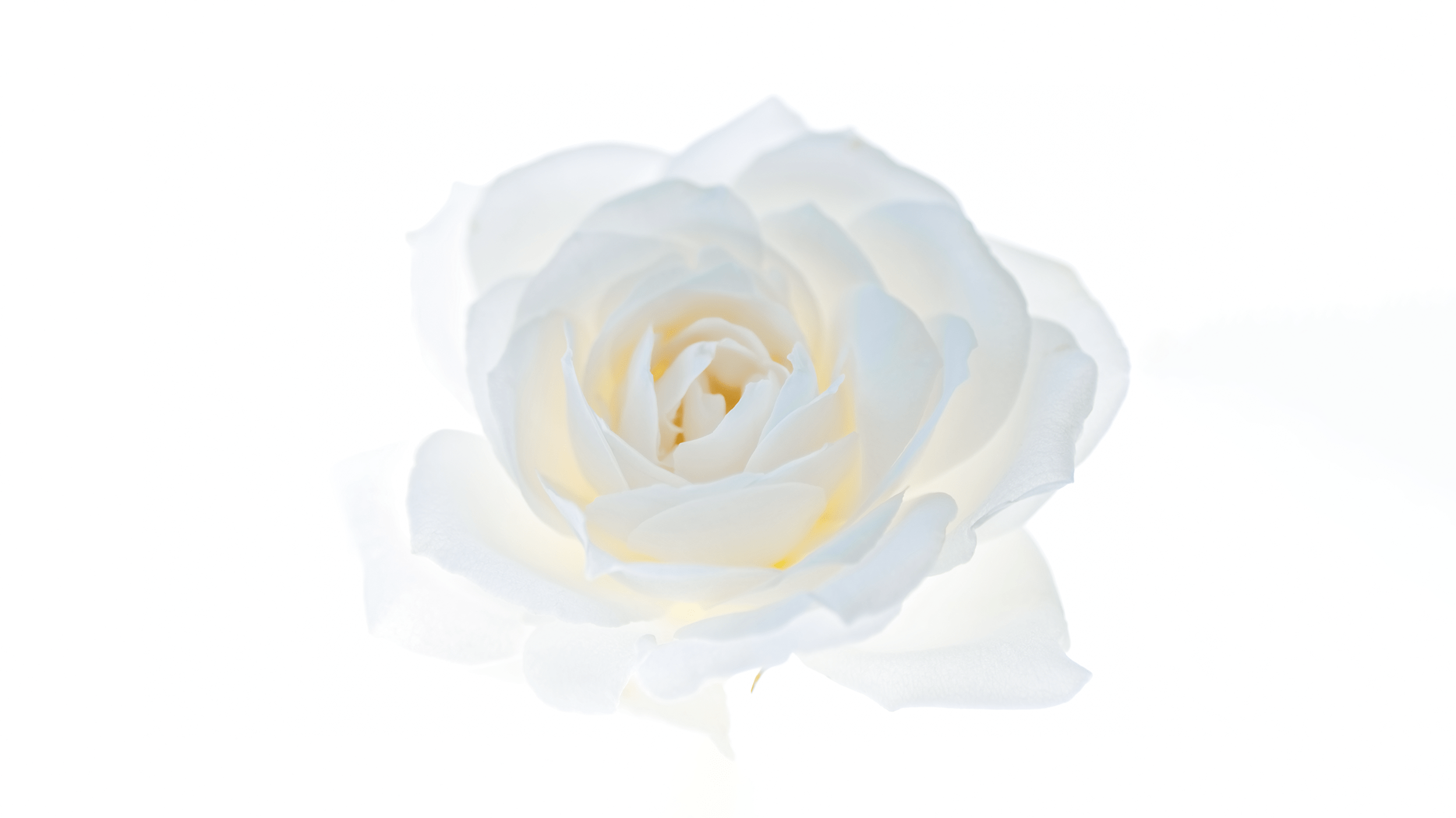 White Rose