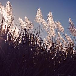 Sugarcane Squalane