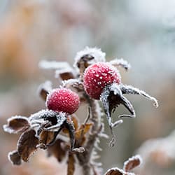 Rose Hip Oil