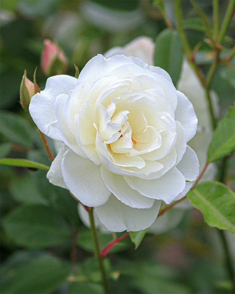 Snow Rose