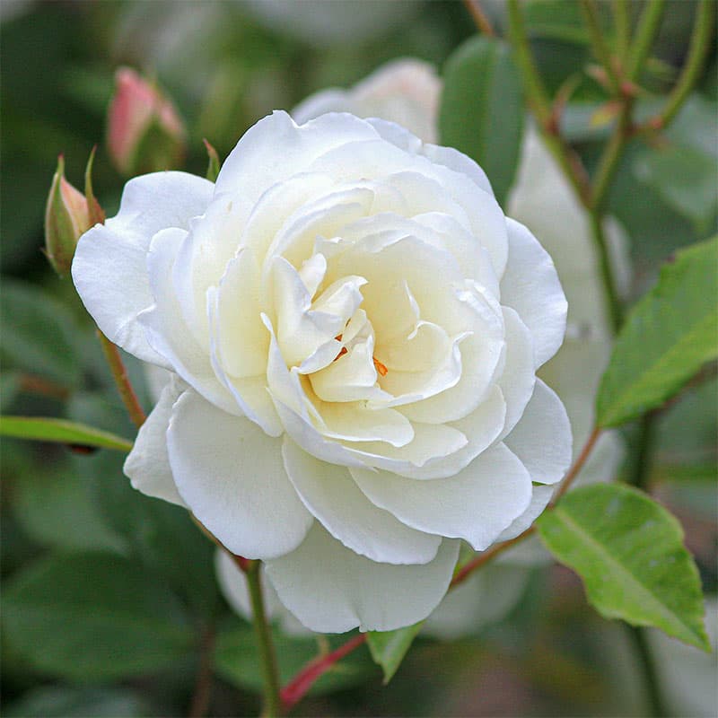 Snow Rose Extract